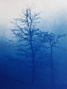 CYANOTYPES by DALIA LOPEZ MADRONA  under the name "PREUSSISKT BLÅTT - PÅ JAKT EFTER JATVINGERNAS FÄRG"