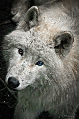 Austria Vienna Zoo Arctic Wolf