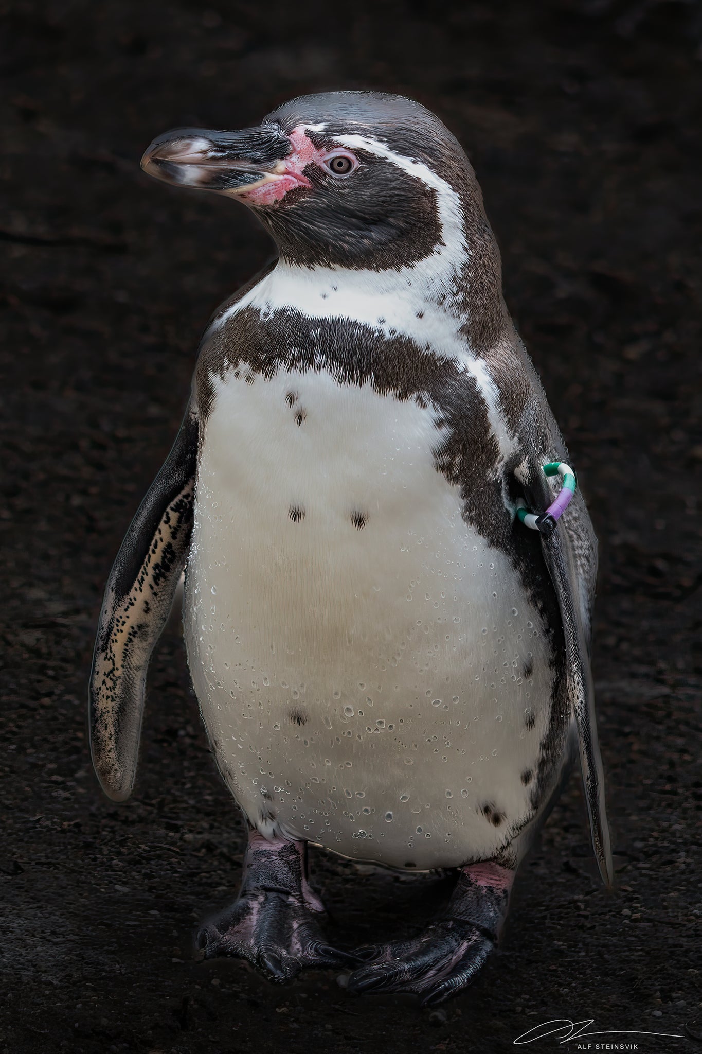 Austria Vienna Zoo Humbolt Penguin