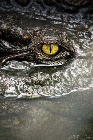 Borneo Kinabatang river Crocodile 1