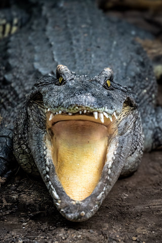 Borneo Kinabatang river Crocodile 2
