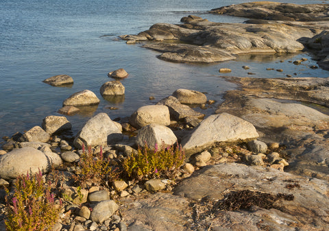 Fackelblomster i kvällningen