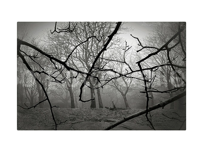 The Castle forest, Gothenburg