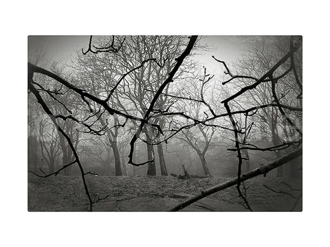 The Castle forest, Gothenburg