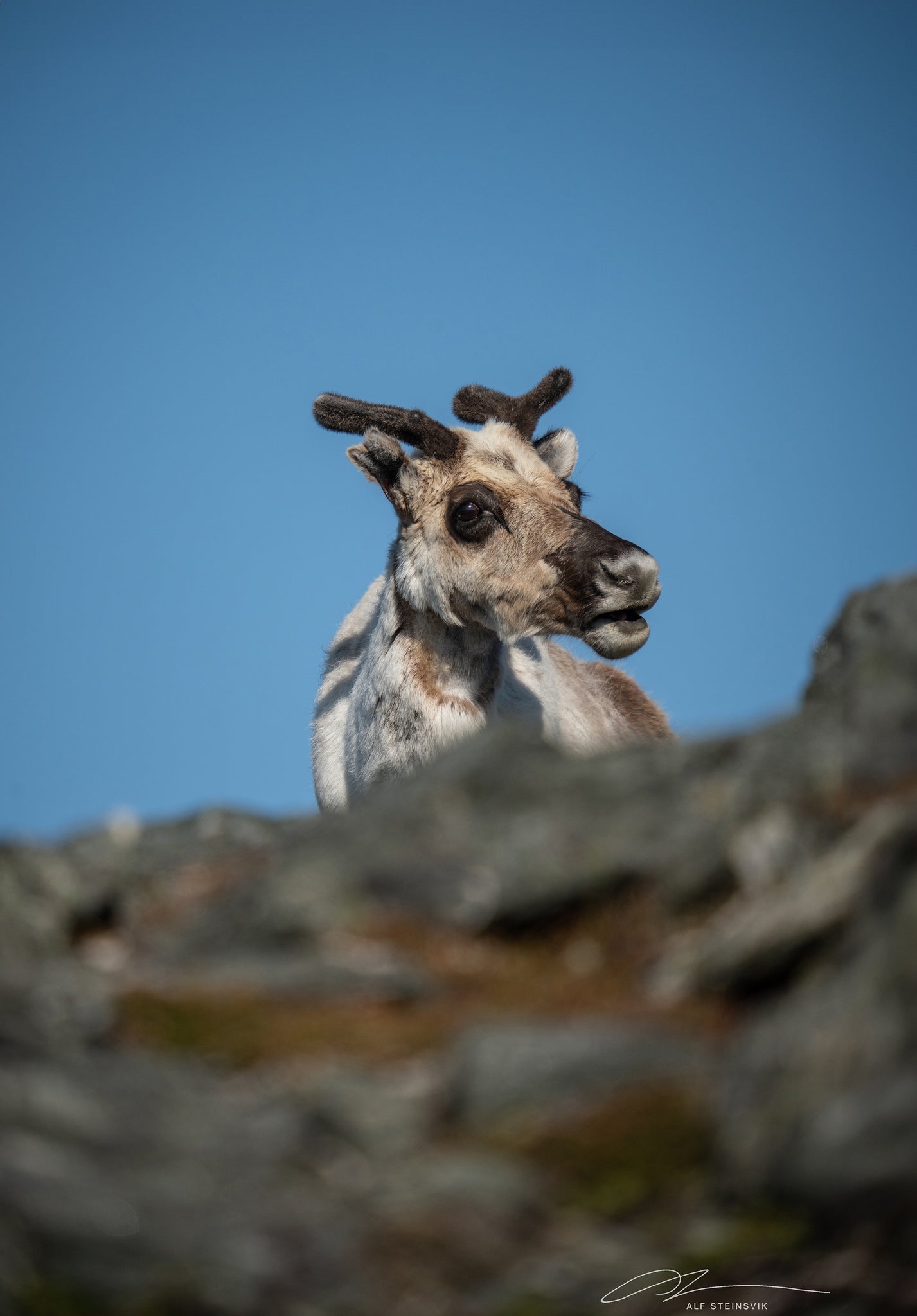 Norway Finnmarken Hammerfest Peek-a-boo Reindeer