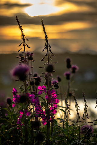 Norway Laupstad flowers in sunset Spotlighted