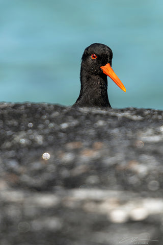 Norway Lofoten Peek-a-boo Oyster catcher