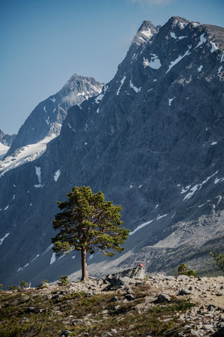 Norway Lyngsalpan Another lonely tree