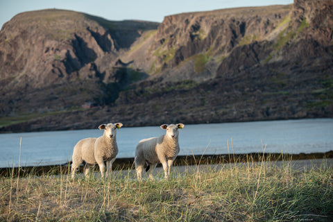 Norway Persfjord Copycats