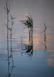 Sensommarkväll