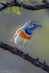 Sweden Lappland Blue throat