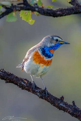 Sweden Lappland Blue throat