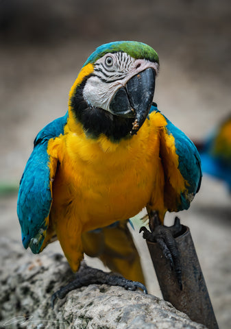 Thailand Bangkok Blue-and-yellow macaw 1