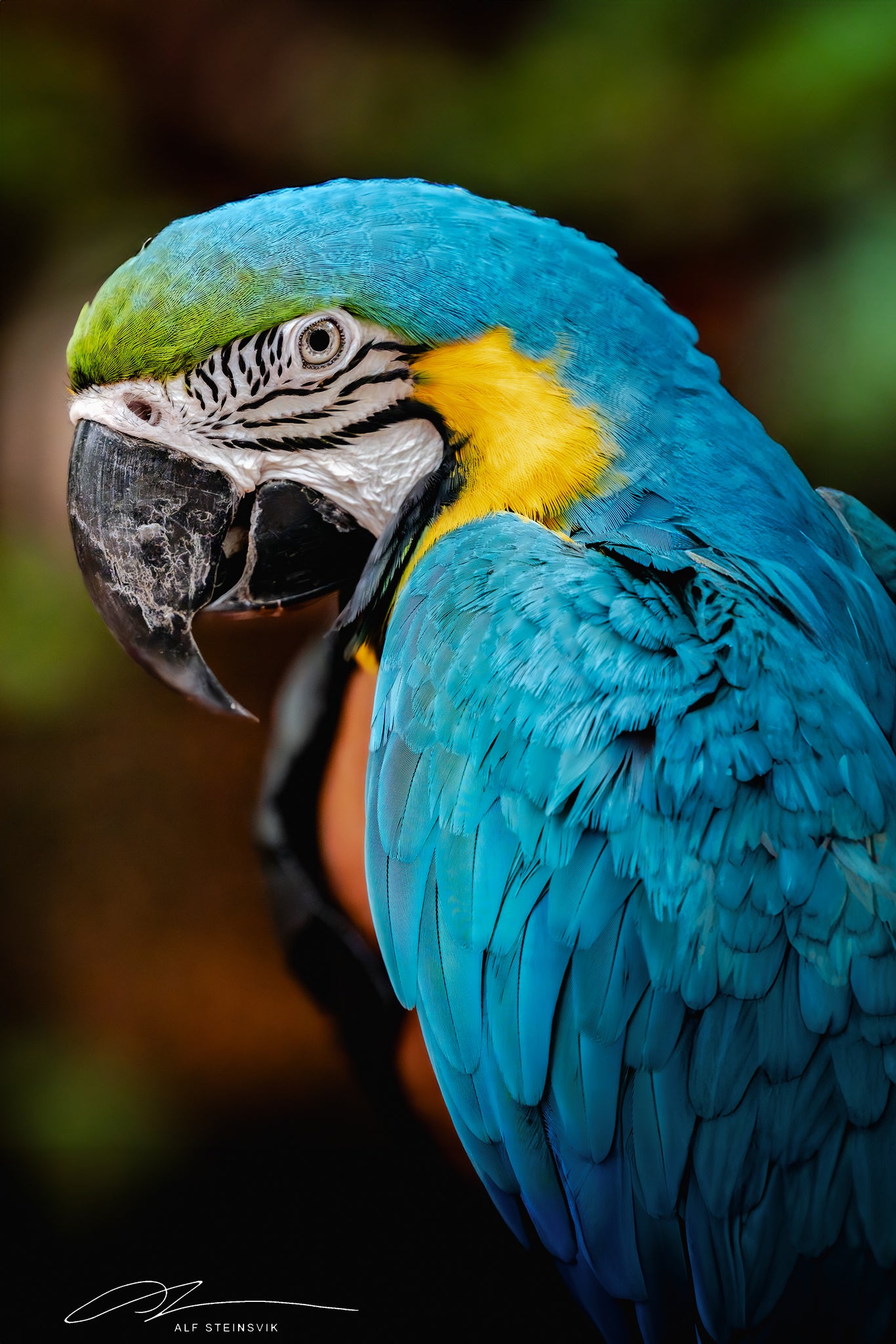 Thailand Bangkok Blue-and-yellow macaw 2