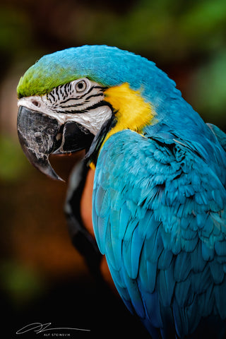 Thailand Bangkok Blue-and-yellow macaw 2