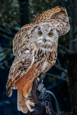 Thailand Bangkok Eagle Owl