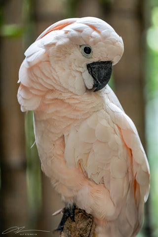 Thailand Bangkok Pink cockatoo