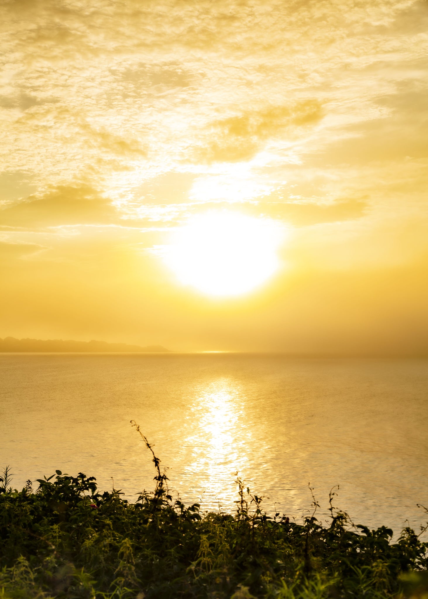 Morning Gold at Cliff Walk (50x70)