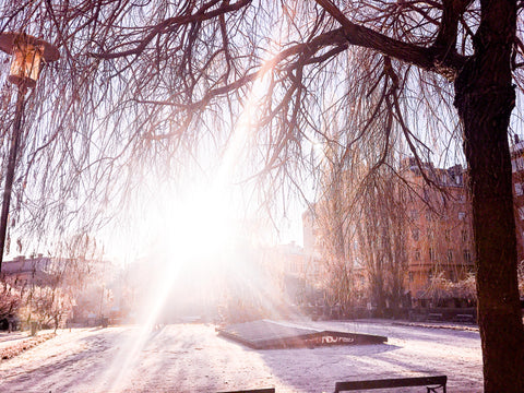 Snow in February sun