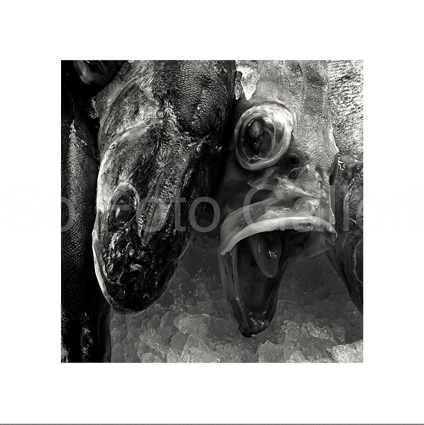 Fish counter