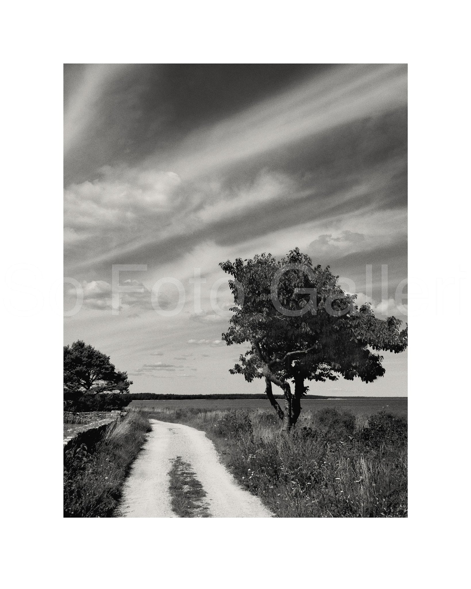 Tree on Gotland