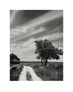 Tree on Gotland