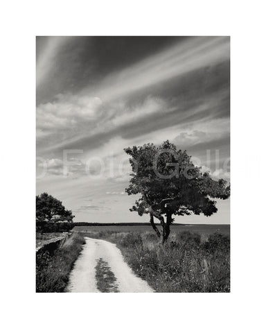 Tree on Gotland