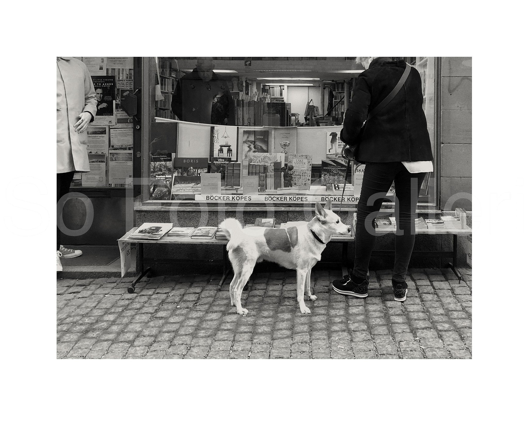 Dog outside bookstore