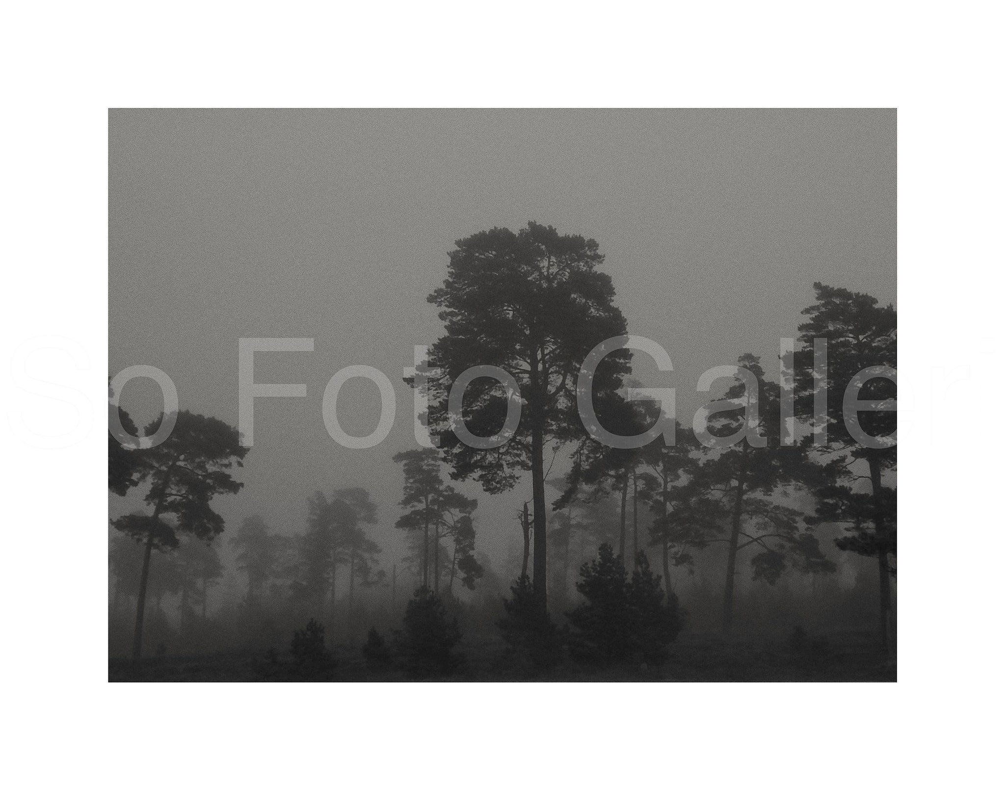 Grey landscape with trees