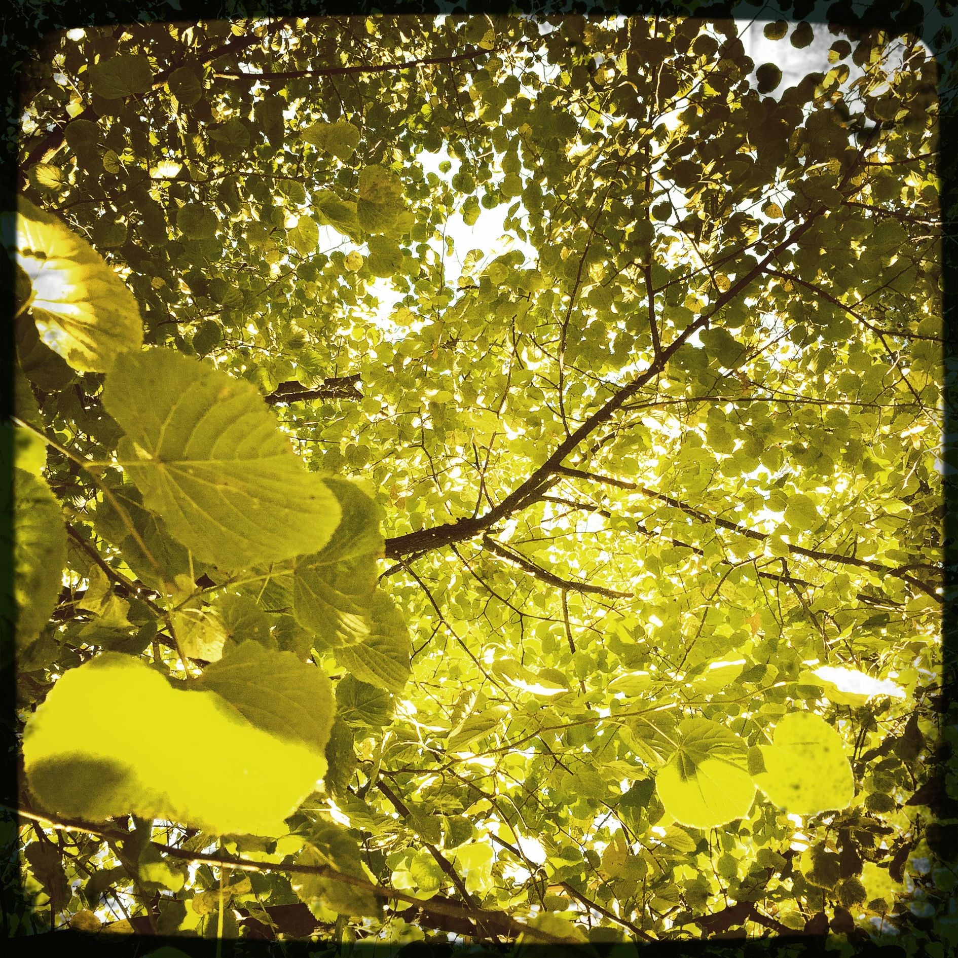 Dive in Green at Åsögatan 30 x 30