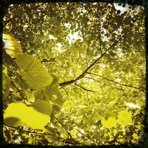 Dive in Green at Åsögatan 30 x 30