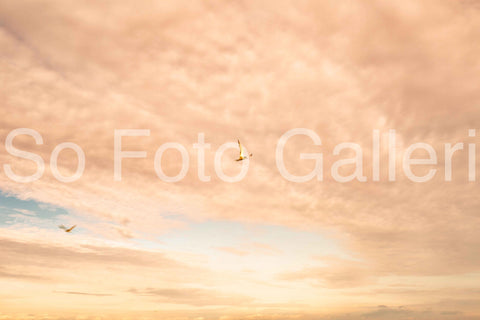 Golden hour birds (Denmark)
