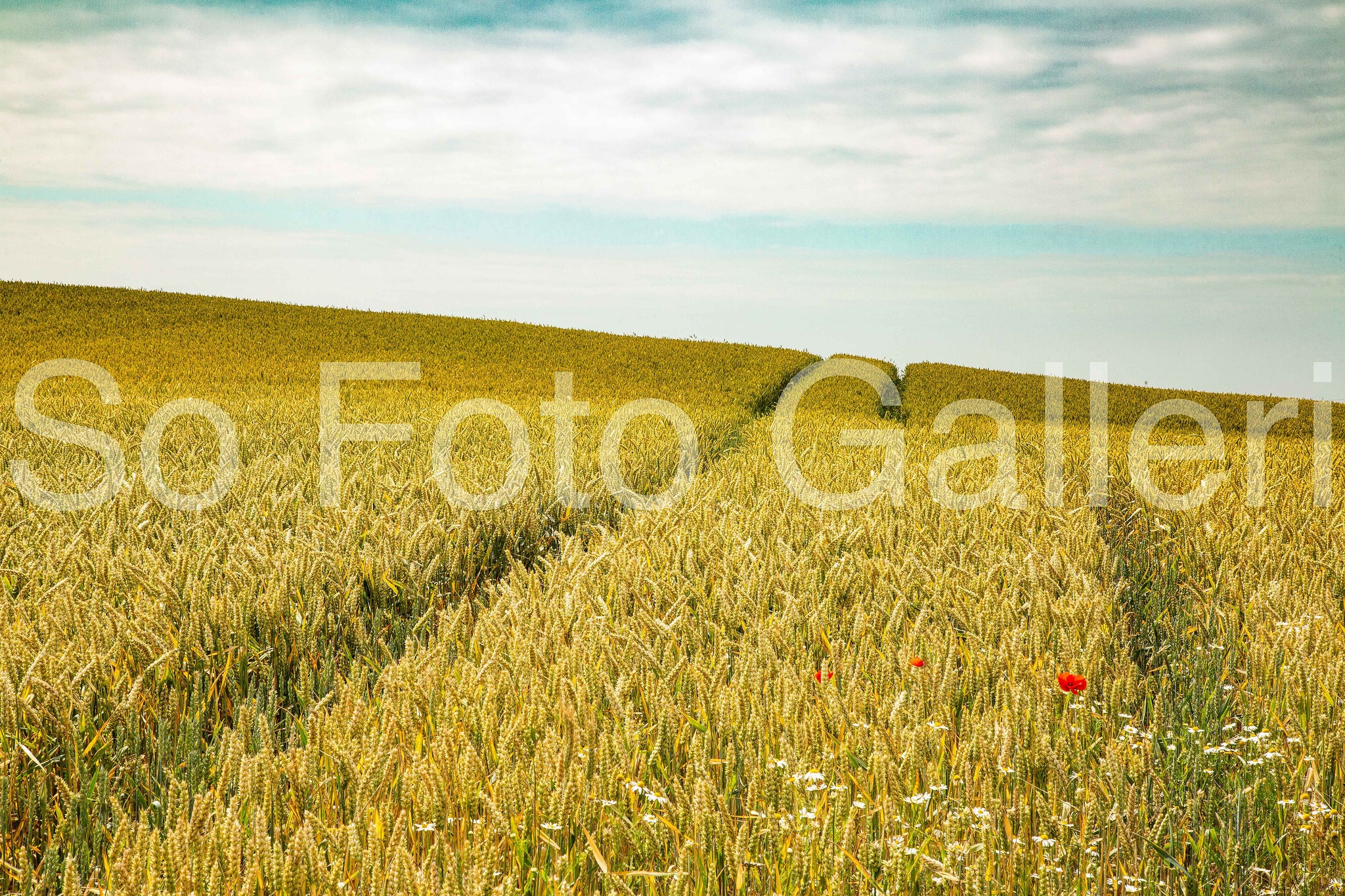 Poppy 1, 2, 3 (Skåne)