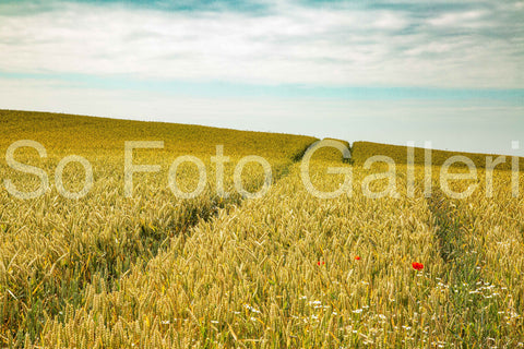 Poppy 1, 2, 3 (Skåne)