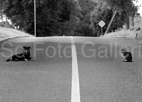 Road 2011