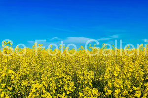 #Slava Ukraine