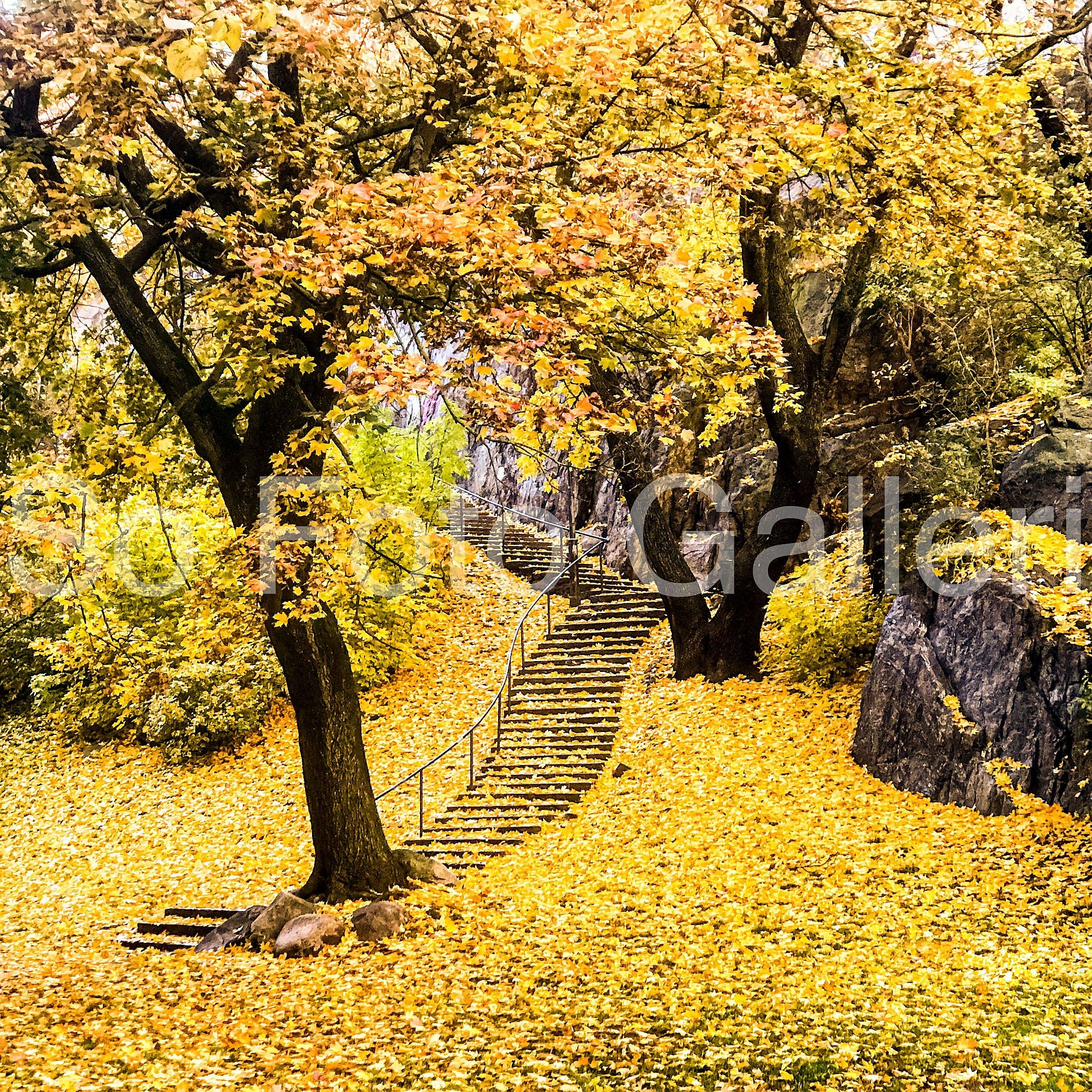 Stigbergsparken Yellow