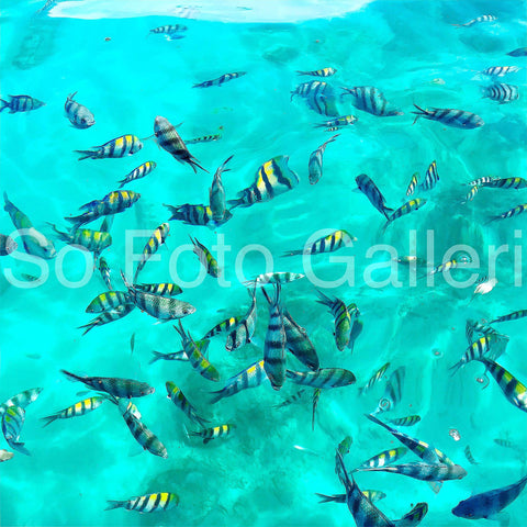 Water parrots (Gili Islands)